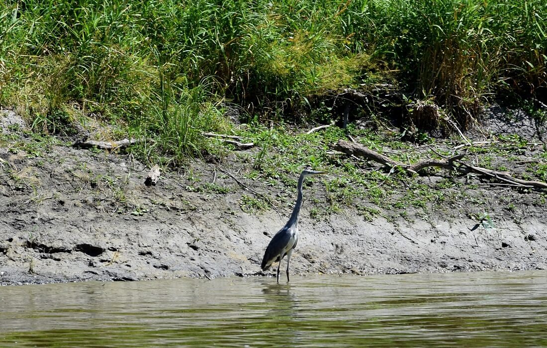 Grey heron (Ardea cinerea), a regular nesting bird in Croatia